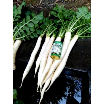 Organic Radish 